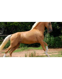 Картина на холсте 60x110 Животные лошади лошадь соловая 49 Linxone
