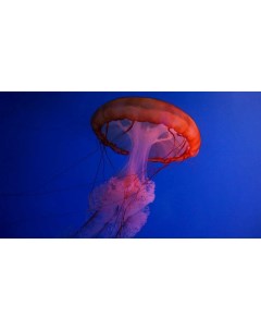 Картина на холсте 60x110 Животные медузы медуза 103 Linxone