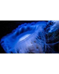 Картина на холсте 60x110 Животные медузы медуза 114 Linxone