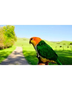 Картина на холсте 60x110 Животные попугаи parrot 437 Linxone