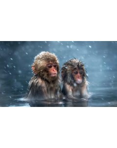 Картина на холсте 60x110 Животные обезьяны снег макаки 309 Linxone