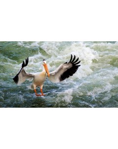 Картина на холсте 60x110 Животные пеликан птицы 379 Linxone