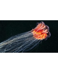 Картина на холсте 60x110 Животные медузы медуза 109 Linxone