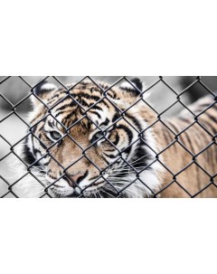 Картина на холсте 60x110 Животные Морда Тигр Сетка Забор 231 Linxone