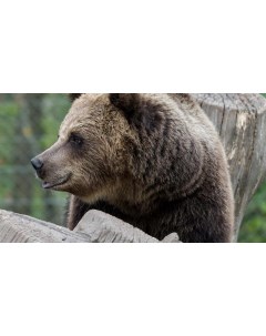 Картина на холсте 60x110 Животные Морда Медведь 193 Linxone
