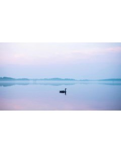 Картина на холсте 60x110 Животные Озеро Туман Лебедь Птица 313 Linxone