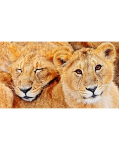 Картина на холсте 60x110 Животные львы 64 Linxone