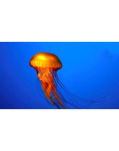 Картина на холсте 60x110 Животные медузы медуза 115 Linxone