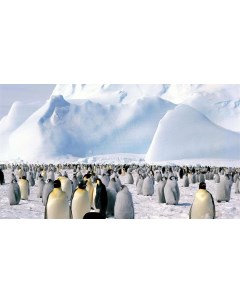 Картина на холсте 60x110 Животные Пингвины Снег Гора 408 Linxone