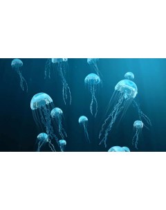 Картина на холсте 60x110 Животные медузы медуза 112 Linxone