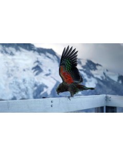 Картина на холсте 60x110 Животные Попугаи Альпийский 439 Linxone