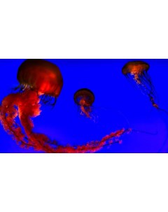 Картина на холсте 60x110 Животные медузы медуза 107 Linxone