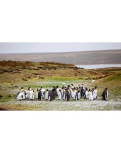 Картина на холсте 60x110 Животные Пингвины Стая Берег Трава 409 Linxone