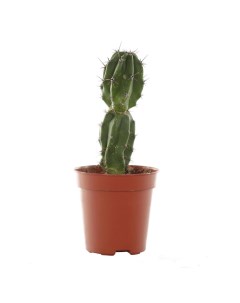 Кактус Cactus Mix h8 см d5 5 см Orangery