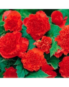 Луковицы цветов Бегония Бахромчатая Красная 54 2 шт Botanica