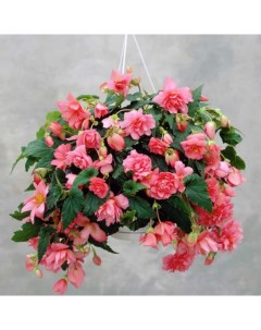 Луковицы цветов Бегония Ампельная Розовая 50 2 шт Botanica