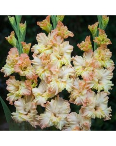 Луковицы цветов Гладиолус Румба Фриззл 448 5 шт Botanica