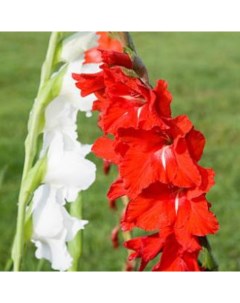 Луковицы цветов Гладиолус Красный и Белый Микс 232 10 шт Botanica