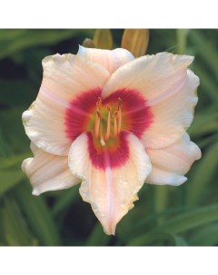 Корень цветов Лилейник Бриллиант Секл 374 1 шт Botanica