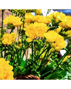 Луковицы цветов Фрезия Дабл Желтая 415 10 шт Botanica