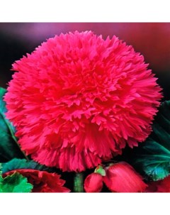 Луковицы цветов Бегония Бахромчатая Розовая 55 2 шт Botanica