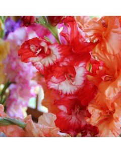 Луковицы цветов Гладиолус Красный Микс 234 10 шт Botanica