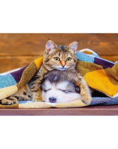 Алмазная мозаика Котенок и щенок 30х40 см Рыжий кот