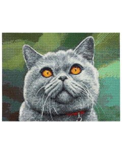 Алмазная мозаика Британский кот Cristyle