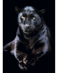 Постер Черная пантера 50x70 см Nobrand
