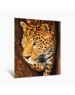 Картина на стекле Леопард AG 40 20 40х50 см Postermarket