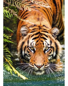 Постер Тигр 50x70 см Nobrand