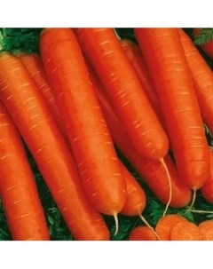 Семена Морковь Нантская красная Садок