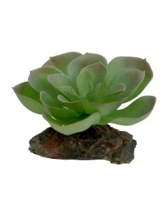 Декоративное растение для террариумов Echeveria зеленое с красным 8см Германия Lucky reptile
