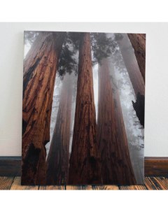 Картина Тысячелетние стволы деревьев40x60 Red panda