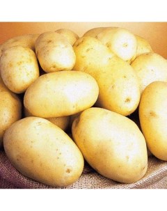 Семена картофель Королева анна 150154 1 уп Агромера