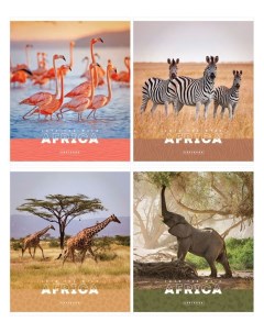 Тетрадь Животные Nature of Africa А5 клетка 96 листов Artspace