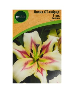 Лилия от гибрид Бонбини Geolia