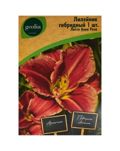 Лилейник гибридный Литтл Анна Роза Geolia