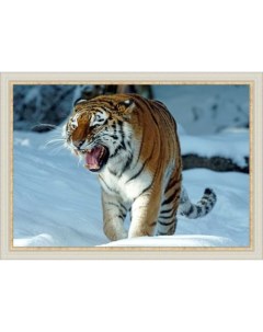 Картина в раме 50х70 см Тигр 1 Лэндарт