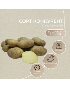 Картофель Конкурент 6 100 шт Агроцентр коренево