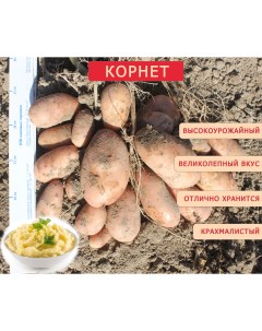 Картофель Корнет 6 100 шт Агроцентр коренево