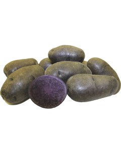 Картофель Фиолетовый 6 100 шт Агроцентр коренево