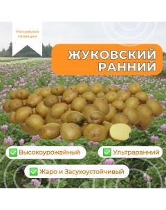 Картофель жуковский 6 100 шт Агроцентр коренево