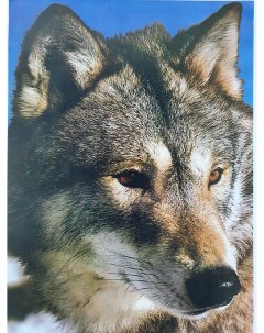 Постер 50х70 в тубусе Волк 143 Тд коллекция
