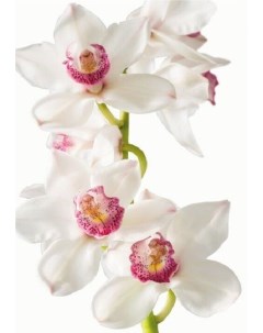 Фотообои BELLISSIMO Изысканная орхидея 1 4х2 0 м В 016 Симфония