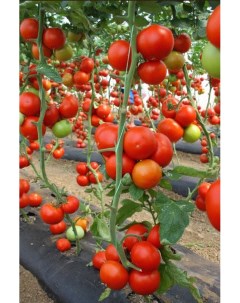 Семена томат Сейран элит F1 1 уп Планета садовод