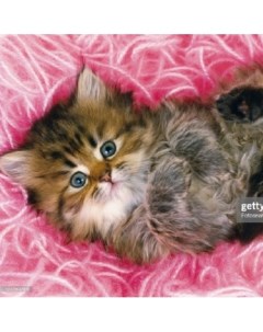 Алмазная мозаика Котёнок Рыжий кот
