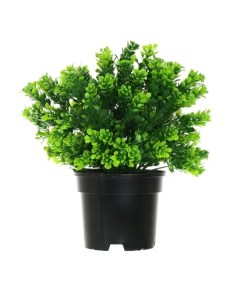 Искусственное растение в горшке самшит h30 см цвет зеленый Без бренда