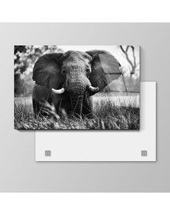 Картина Слон на природе ЧБ 90х135 см на стекле 99624840 Nobrand