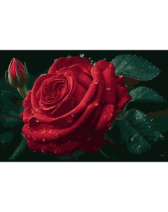 Картина по номерам Цветок Алая Роза сложность высокая 18 цветов Samaella art